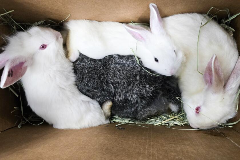 Hundreds of rabbits rescued from a home in Granada Hills on Feb. 24 and 27 are looking for foster or permanent homes. The rabbits are being held in six shelters across Los Angeles. (Lejla Hadzimuratovic/ Bunny World Foundation)
