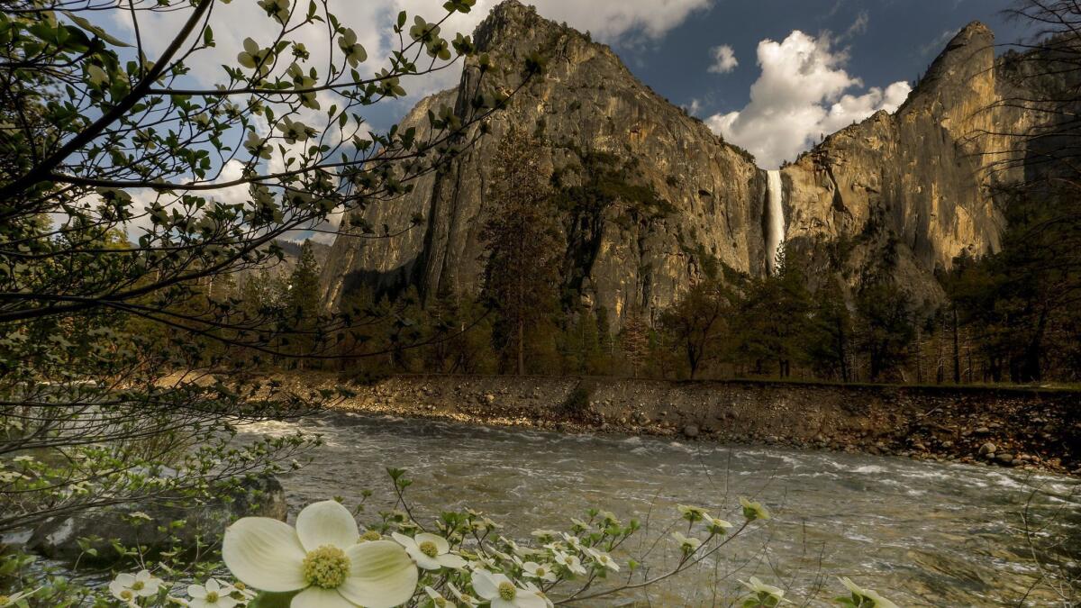 This is what spring looked like two years ago in Yosemite Valley. Now a forecast calls for fresh snow starting Wednesday evening.