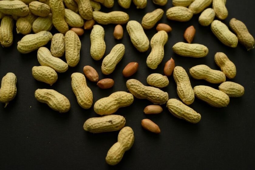 The best way to prevent peanut allergy is to embrace peanuts, not avoid them, a new study suggests.