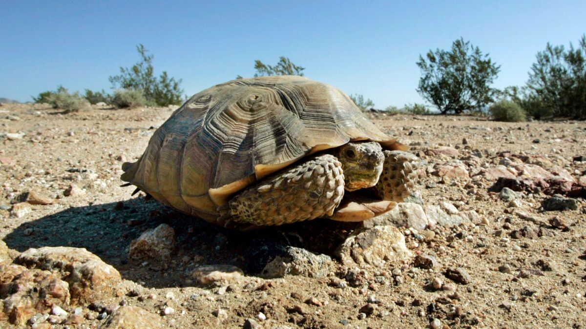 An endangered desert tortoise sits in the middle of an eastern Mojave Desert road near Ivanpah, Calif. on Sept. 3, 2008.