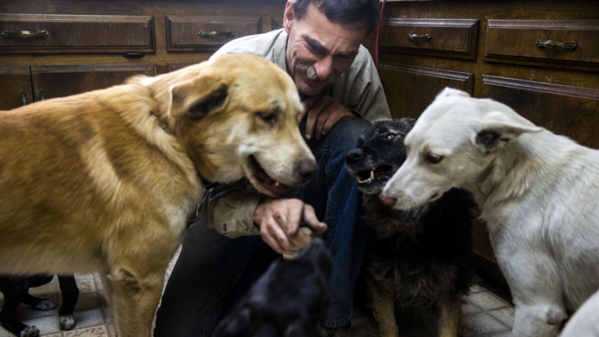 Jeff Evans is surrounded by some of the dogs he rescued.