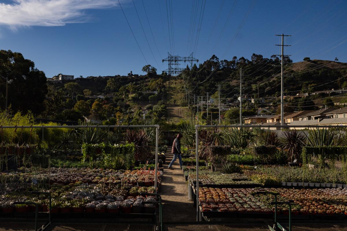 A person walks through rows of plants at an outdoor nursery