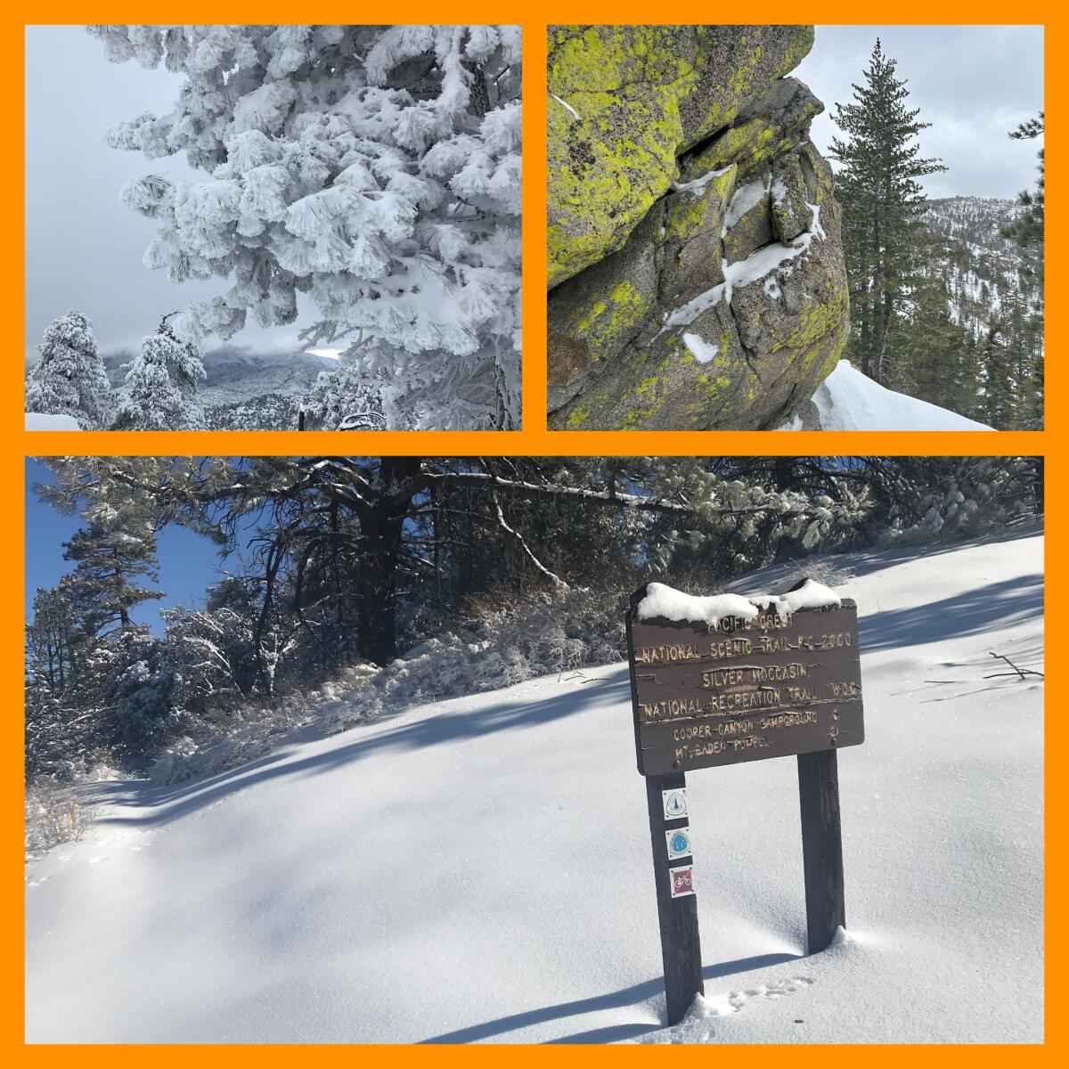 Trois photos : un conifère avec ses aiguilles recouvertes de neige ;  un gros rocher couvert de lichen brillant ;  un chemin enneigé