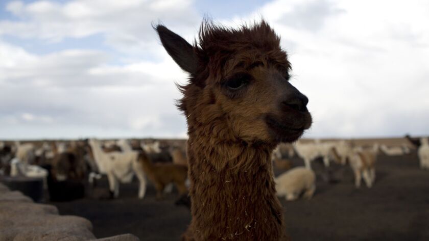 This photo shows a llama on the Vinto homestead, on the outskirts of Santiago de Machaca, Bolivia. The rental of a llama was among the craziest business expenses in a survey by Certify, a cloud-based travel and expense report company.