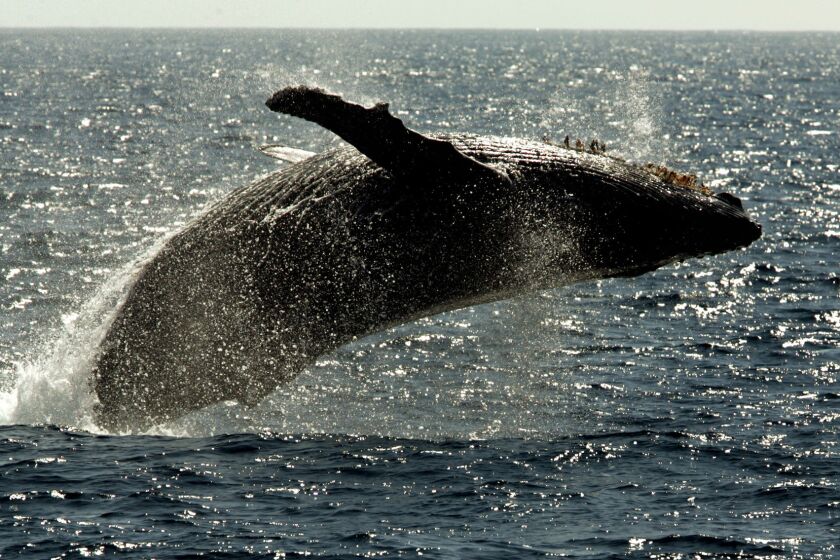 A humpback whale leaps out of the water off Maui. To settle a lawsuit brought by environmental groups, the Navy agreed Monday to rule certain areas off-limits to training near Southern California and the Hawaiian islands.