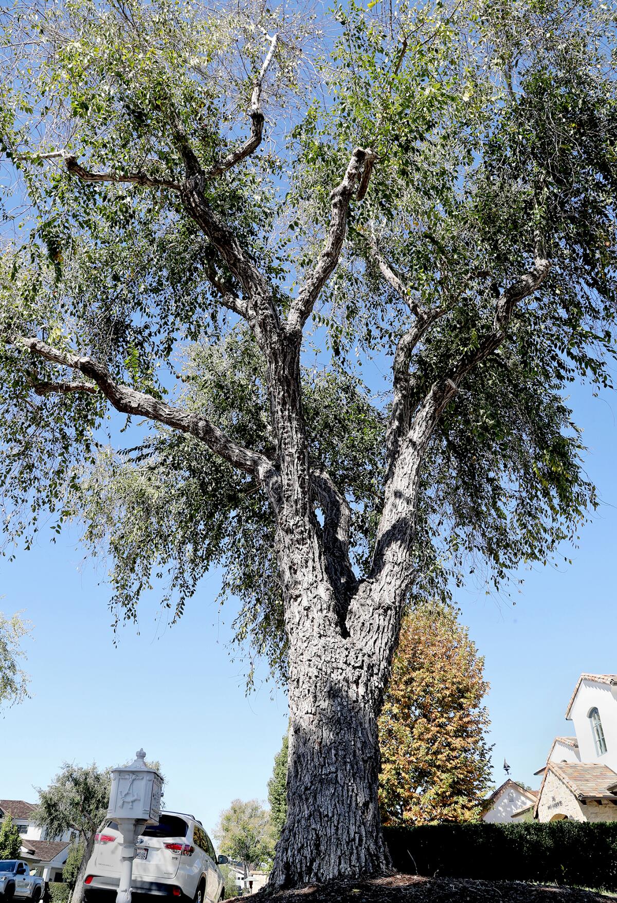 The Parks, Beaches and Recreation Committee voted 5-1 to save this 70-year-old Siberian elm tree along Snug Harbor Road.