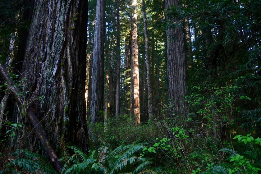 Prairie Creek Redwoods State Park is also part of Redwood National Park in northern California.