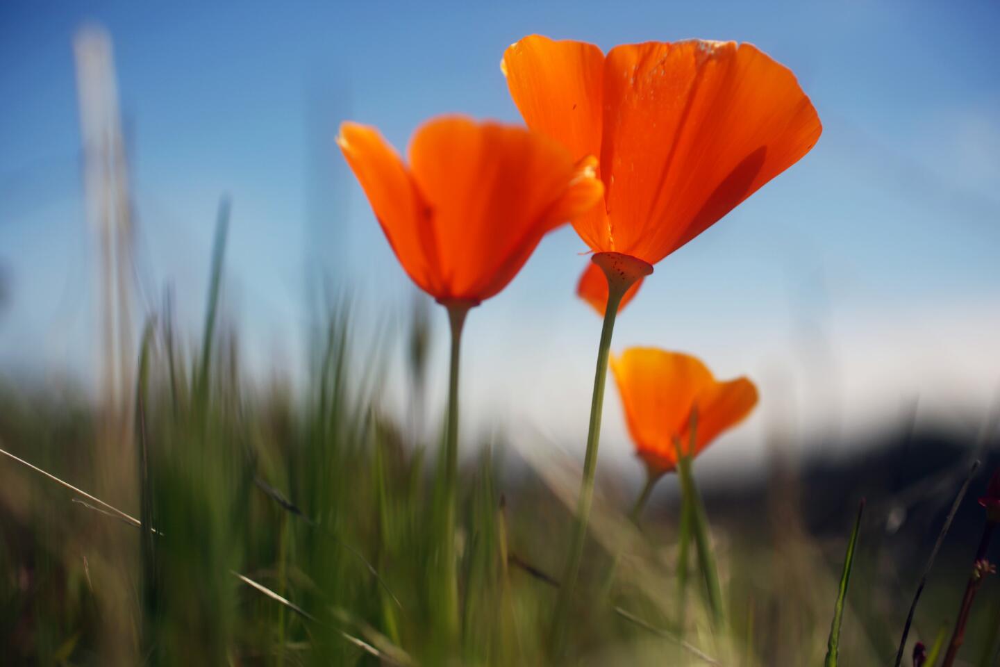 Poppies were in bloom along Don Mullally Trail in Newhall's Ed Davis Park in early March. The park is tucked into Towsley Canyon.