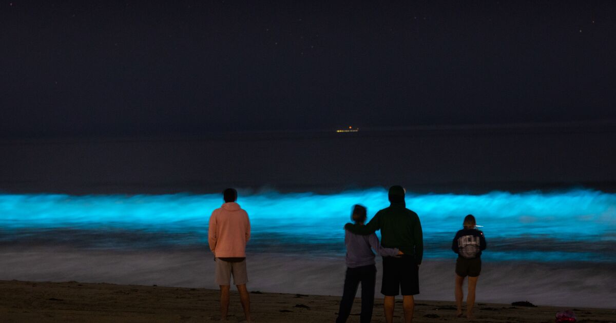 Why California's beaches are glowing with bioluminescence Los Angeles