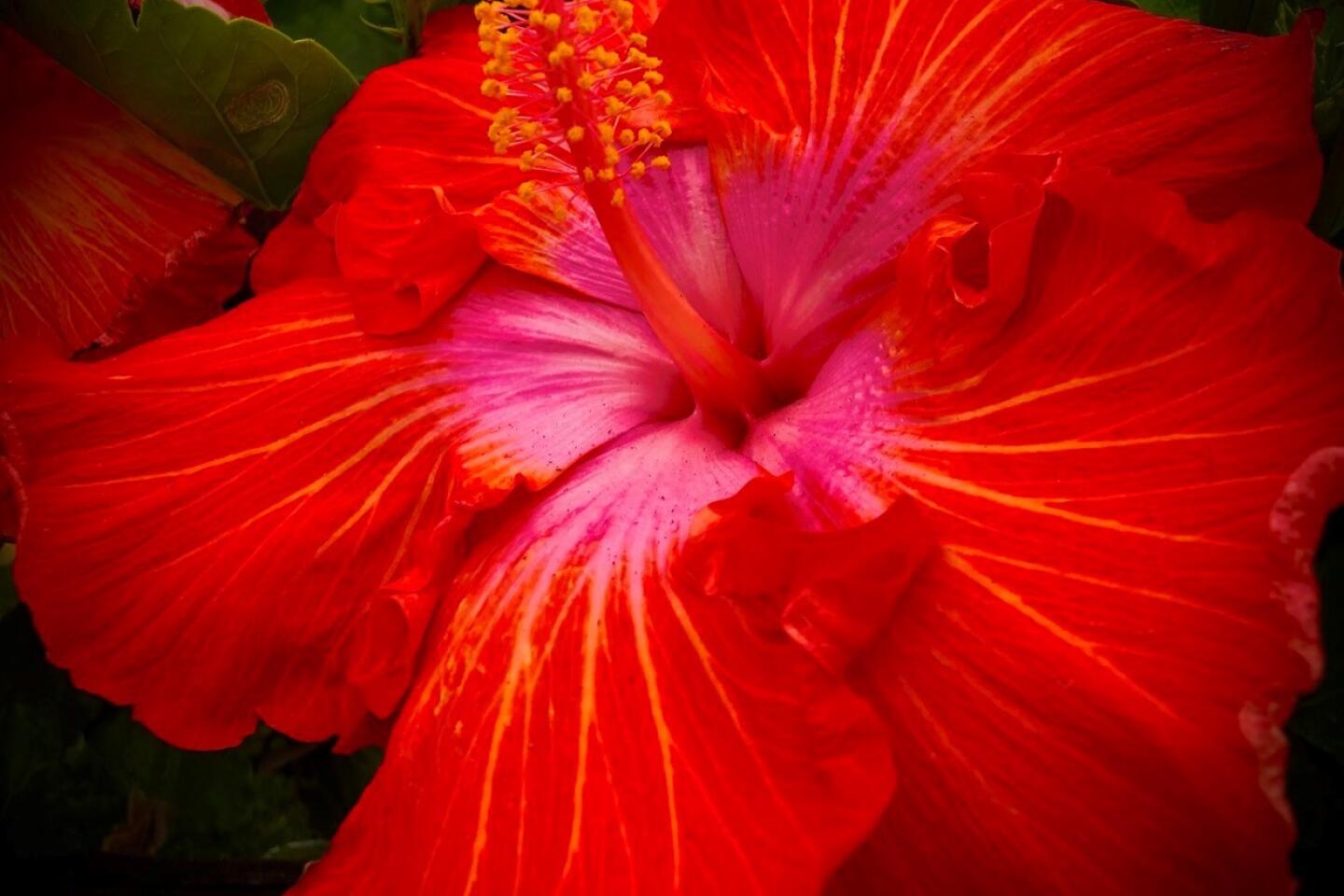 Gabrielle Sillas red flower.jpg