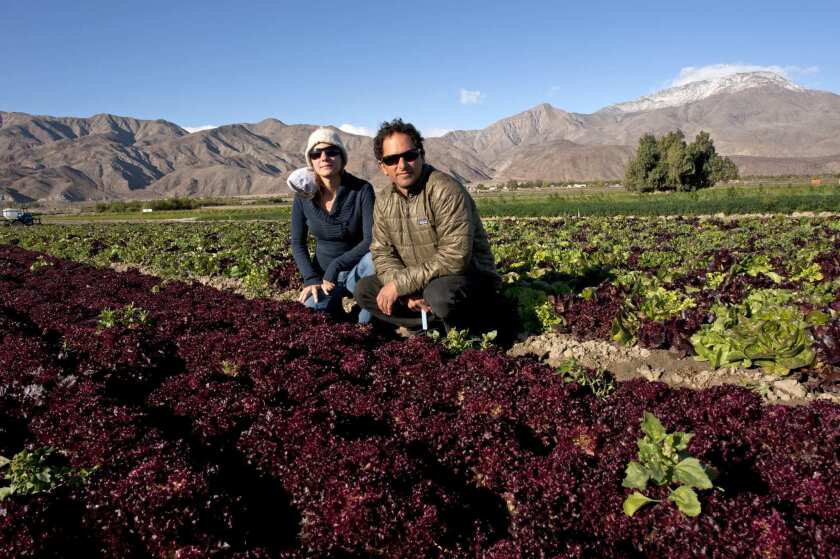 David Retsky and Megan Strom of County Line Harvest next to a row of redleaf lettuce in Thermal.
