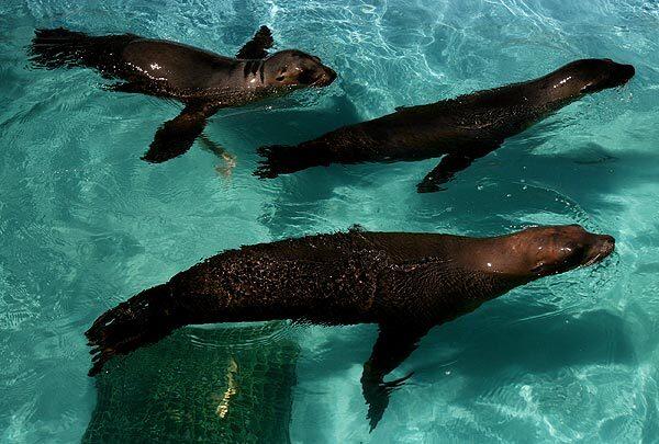 Sea lions that have gained weight play in a pool at the Pacific Marine Mammal Center in Laguna Beach. Starving sea lion pups have been washing up on Ocean County beaches. Scientists believe this latest calamity to befall marine life could be tied to El Niño climate conditions.