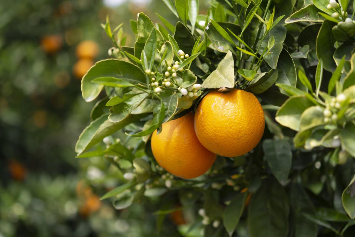 This is the right time to plant orange and other citrus trees.