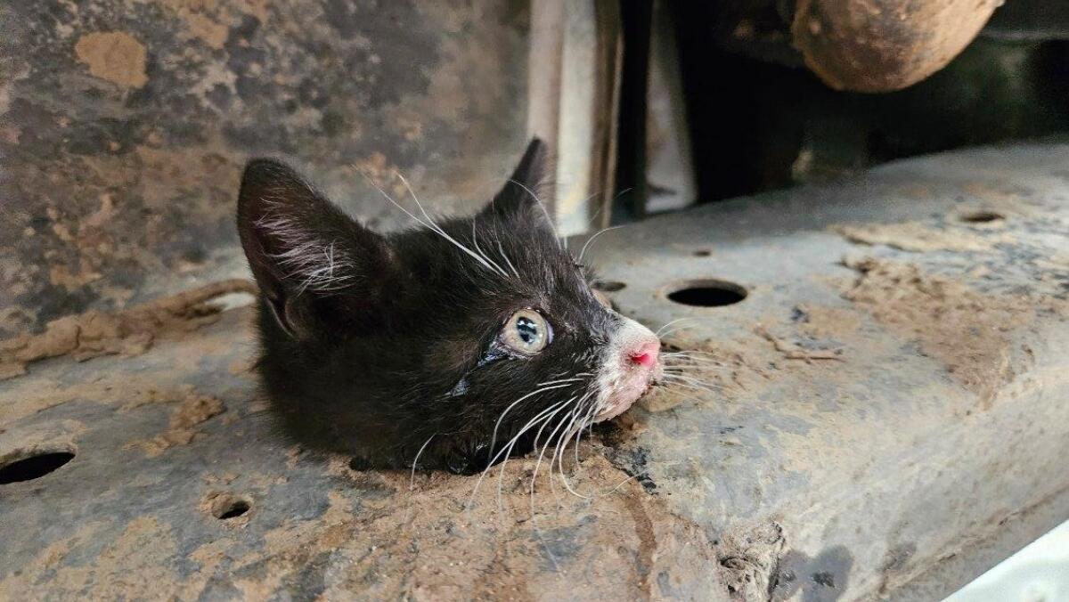 Kitten who was rescued from San Diego-Coronado Bridge has new home, new  name - The San Diego Union-Tribune