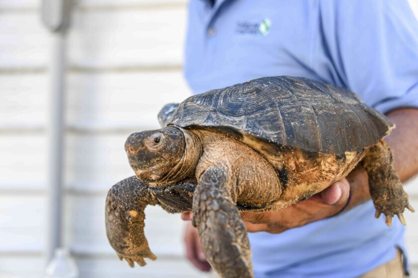 THIS CORRECTS THE NAME TO DREW KAISER, NOT KEISER AS ORIGINALLY SENT - FILE - Jim Lee, biologist with the Nature Conservancy, holds a 6-year-old gopher tortoise at Camp Shelby in Hattiesburg, Miss., in this Wednesday, Sept. 9, 2020, file photo. A lawsuit filed against Florida’s wildlife commission claims the agency wrongfully revoked a company’s permit to relocate gopher tortoises. It claims the agency failed to follow due process when it revoked licenses allowing Drew Kaiser and John Wilson to relocate tortoises, which are listed as threatened and must be relocated prior to land development. (Cam Bonelli/Hattiesburg American via AP, File)