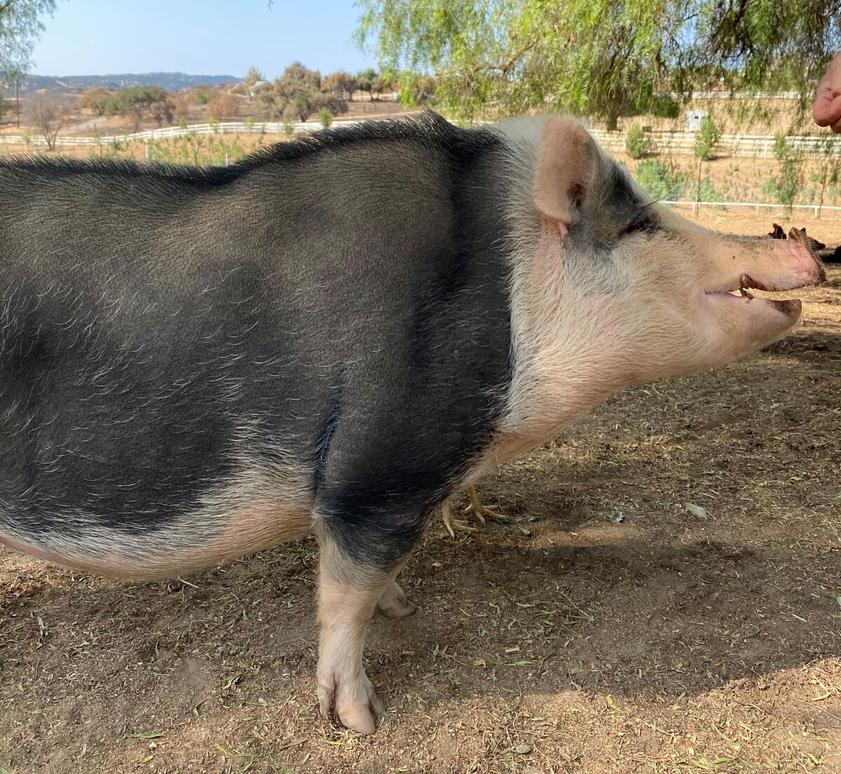 A side view of a pig that lives on a hemp farm