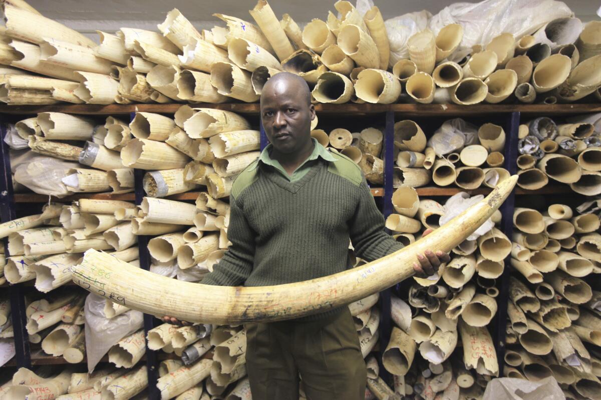 ARCHIVO - Un empleado de los Parques Nacionales de Zimbabue sostiene un colmillo de elefante 