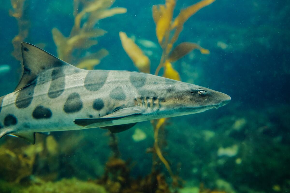 A leopard shark swims at Birch Aquarium in La Jolla.