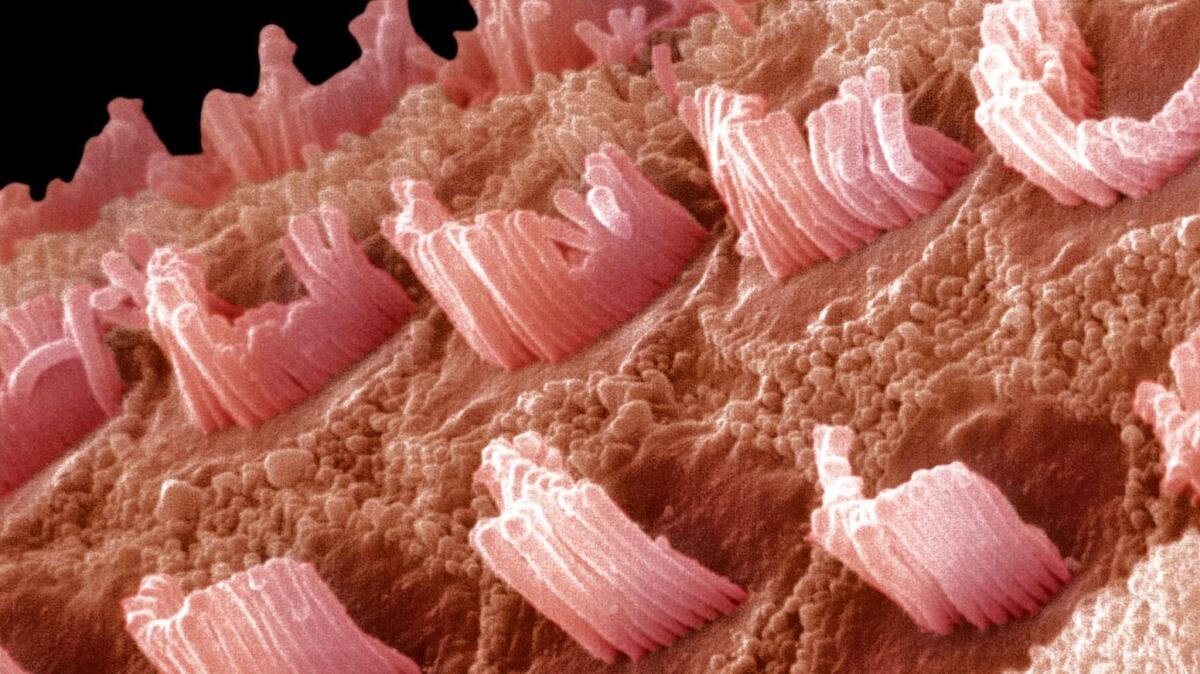 Hair cells in a mammal cochlea, the portion of the inner ear that is responsible for hearing.