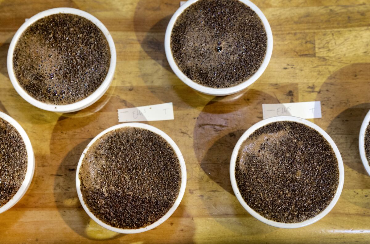 A variety of coffee brews set out during a tasting session at Wrecking Ball Coffee Roasters