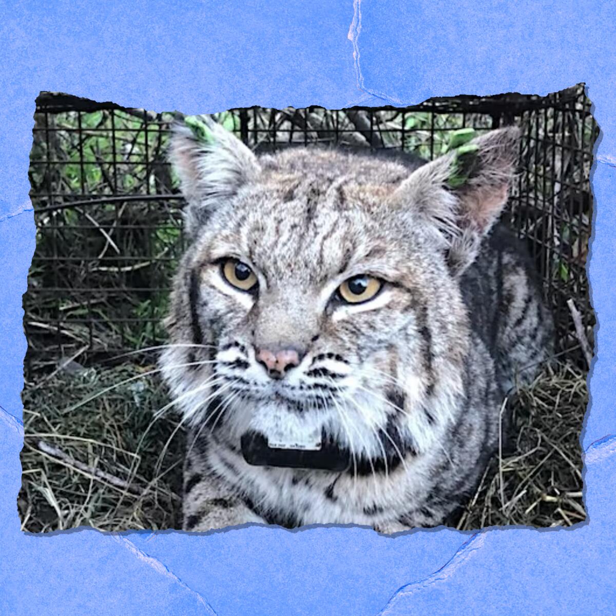 Closeup of a bobcat.