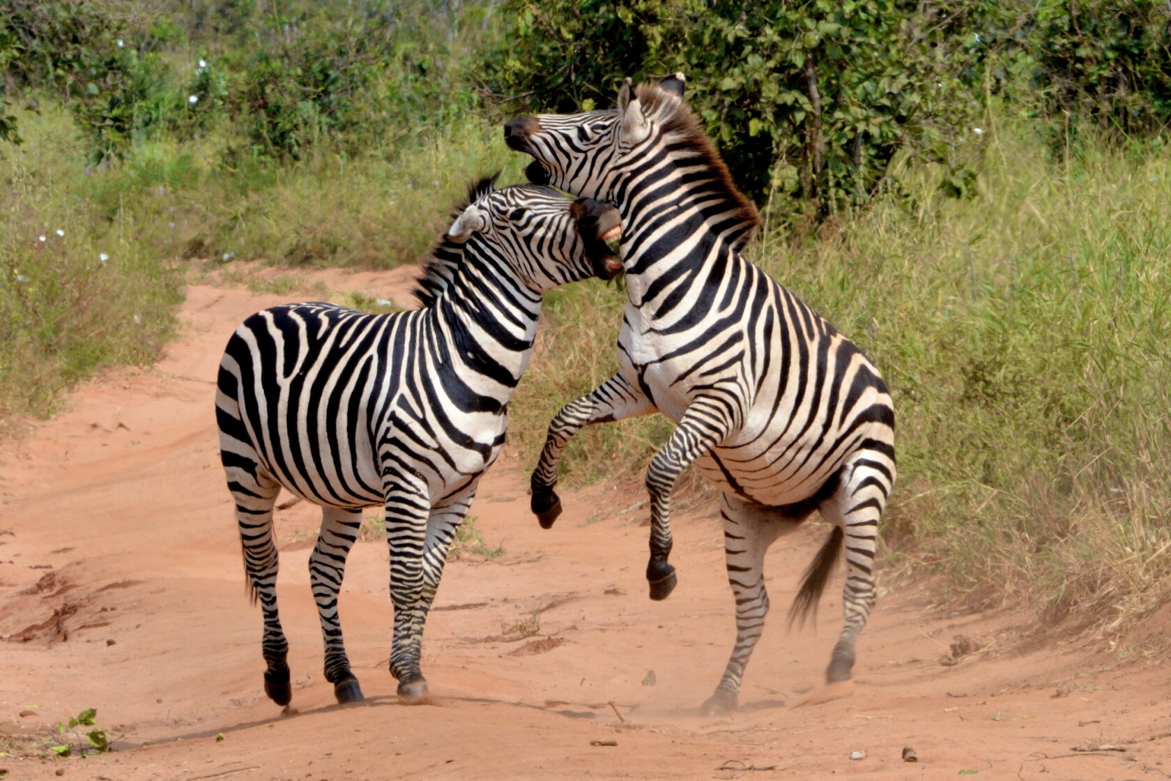 In Tanzania A Couple Joins The Animals Great Migration