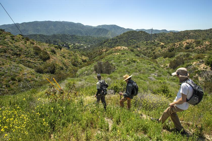 TUJUNGA, CA-APRIL 10, 2023: Left to right-Amateur naturalists Devon Christian, Adam Gelbart, and Patrick Dyer, hike in a proposed luxury housing development in the Verdugo hills in Tujunga that they are opposed to. Neighborhood residents and environmentalists opposed to the development say the project will build over an ecologically important wildlife area and also leave residents in the path of worsening wildfires. (Mel Melcon / Los Angeles Times)