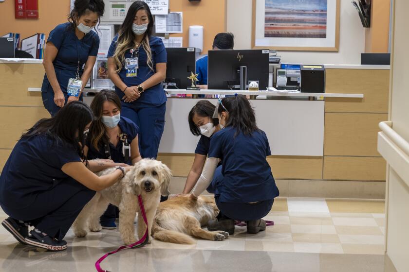 Los Angeles, CA - SEPTEMBER 23: Chief nurse executive Joyce Leido (not pictured her) enjoys bringing her two dogs into Kaiser Permanente Los Angeles Medical Center to visit her staff Sept. 23, 2021 in Los Angeles, CA. The staff surounds her dogs "Lani" left and "Feta," right, and they are giggling as they play with the dog. Joyce Leido brings the dogs in to non-covid units. She said she brings the dogs about once a week and she says it's something she really enjoys. Five nurses in various positions in healthcare discuss the challenges of balancing their work and personal life during the fourth wave of the pandemic. Through their experiences, these women share advice and resources for their colleagues throughout Los Angeles who are working to stay resilient during this time. (Francine Orr / Los Angeles Times)