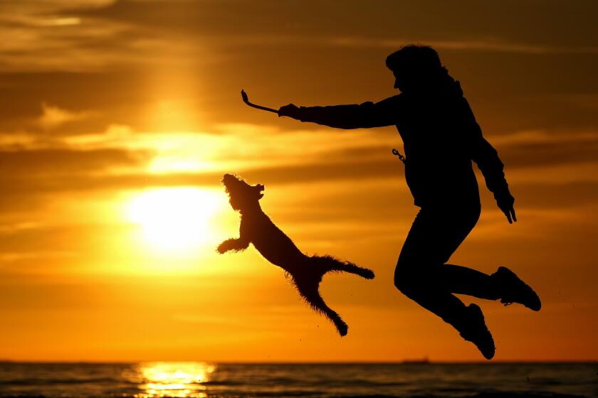 A woman plays with her dog at a beach on the Gulf of Finland as the sun sets, in St. Petersburg, Russia, Wednesday, May 15, 2024. (AP Photo/Dmitri Lovetsky)