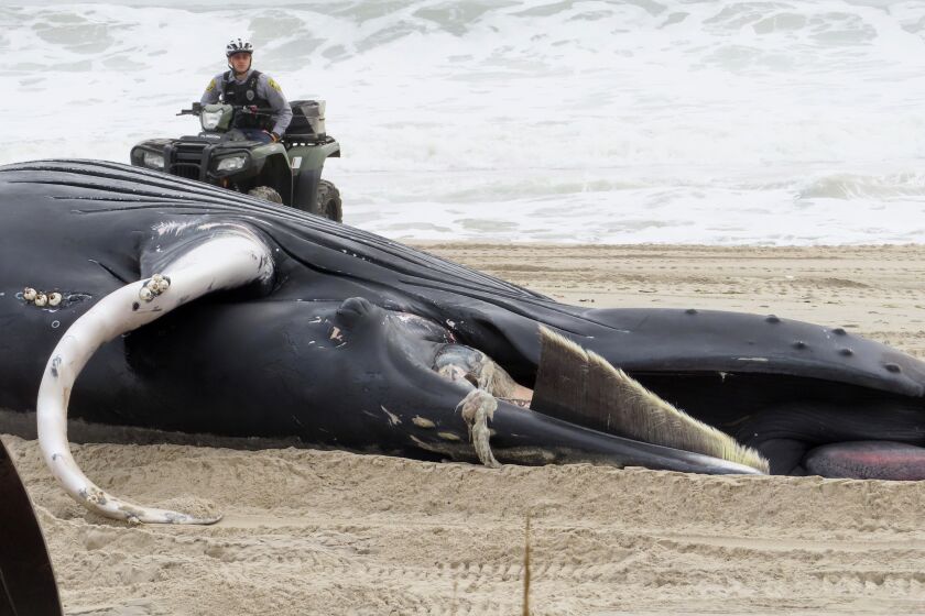 A police officer in Seaside Park N.J. rides a beach buggy near a dead whale on the beach on March 2, 2023. On Tuesday, March 28, Democratic U.S. Senators from four states called upon the National Oceanic and Atmospheric Administration to address a spate of whale deaths on the Atlantic and Pacific coasts. The issue has rapidly become politicized, with mostly Republican lawmakers and their supporters blaming offshore wind farm preparation for the East Coast deaths despite assertions by NOAA and other federal and state agencies that the two are not related. (AP Photo/Wayne Parry)