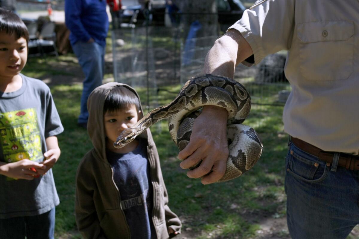 Brothers Mateo Soriano, 8, left, and Joaquin Soriano, 5, right, take a close look at a ball python snake at the annual Hometown Country Fair at Crescenta Valley Park in La Crescenta on Saturday, April 5, 2014.