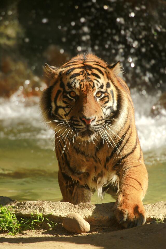 Sumatran tiger