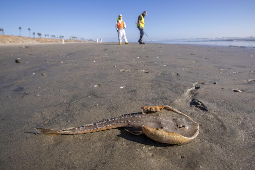 Huntington Beach, CA - October 05: One of two dead juvenile guitar fish lies on the beach, awaiting the arrival of biologists for inspection as environmental oil spill cleanup crews pick up chucks of oil left on the beach from a major oil spill at Huntington Dog Beach in Huntington Beach Tuesday, Oct. 5, 2021. The biologists removed the guitar fish and took them back to a lab for further study to determine the cause of their death. Environmental cleanup crews are spreading out across Huntington Beach and Newport Beach to cleanup the damage from a major oil spill off the Orange County coast that left crude spoiling beaches, killing fish and birds and threatening local wetlands. The oil slick is believed to have originated from a pipeline leak, pouring 126,000 gallons into the coastal waters and seeping into the Talbert Marsh as lifeguards deployed floating barriers known as booms to try to stop further incursion, said Jennifer Carey, Huntington Beach city spokesperson. At sunrise Sunday, oil was on the sand in some parts of Huntington Beach with slicks visible in the ocean as well. "We classify this as a major spill, and it is a high priority to us to mitigate any environmental concerns," Carey said. "It's all hands on deck." (Allen J. Schaben / Los Angeles Times)