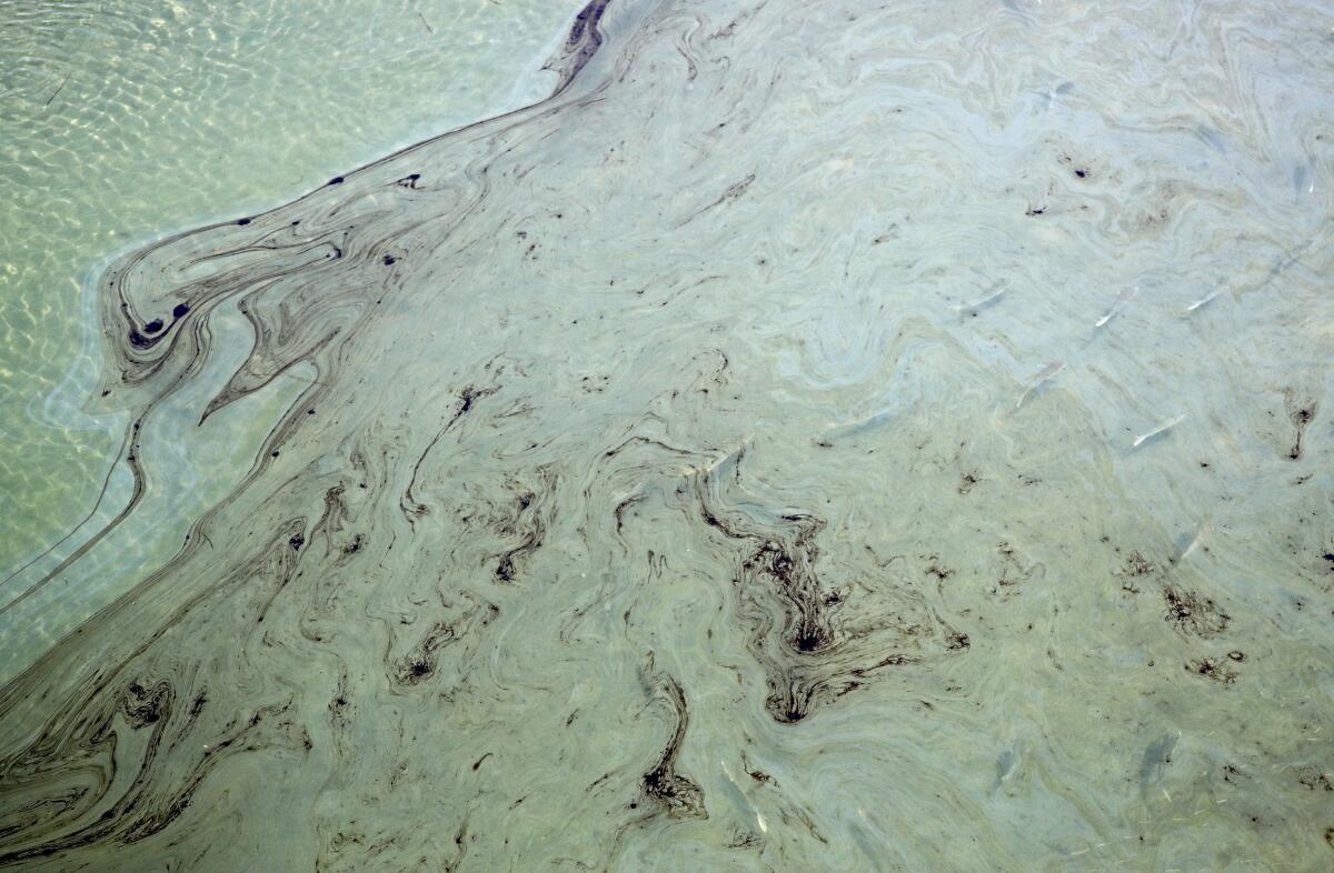 Dozens of fish swim under oil slicks at the Talbert Marsh in Huntington Beach.