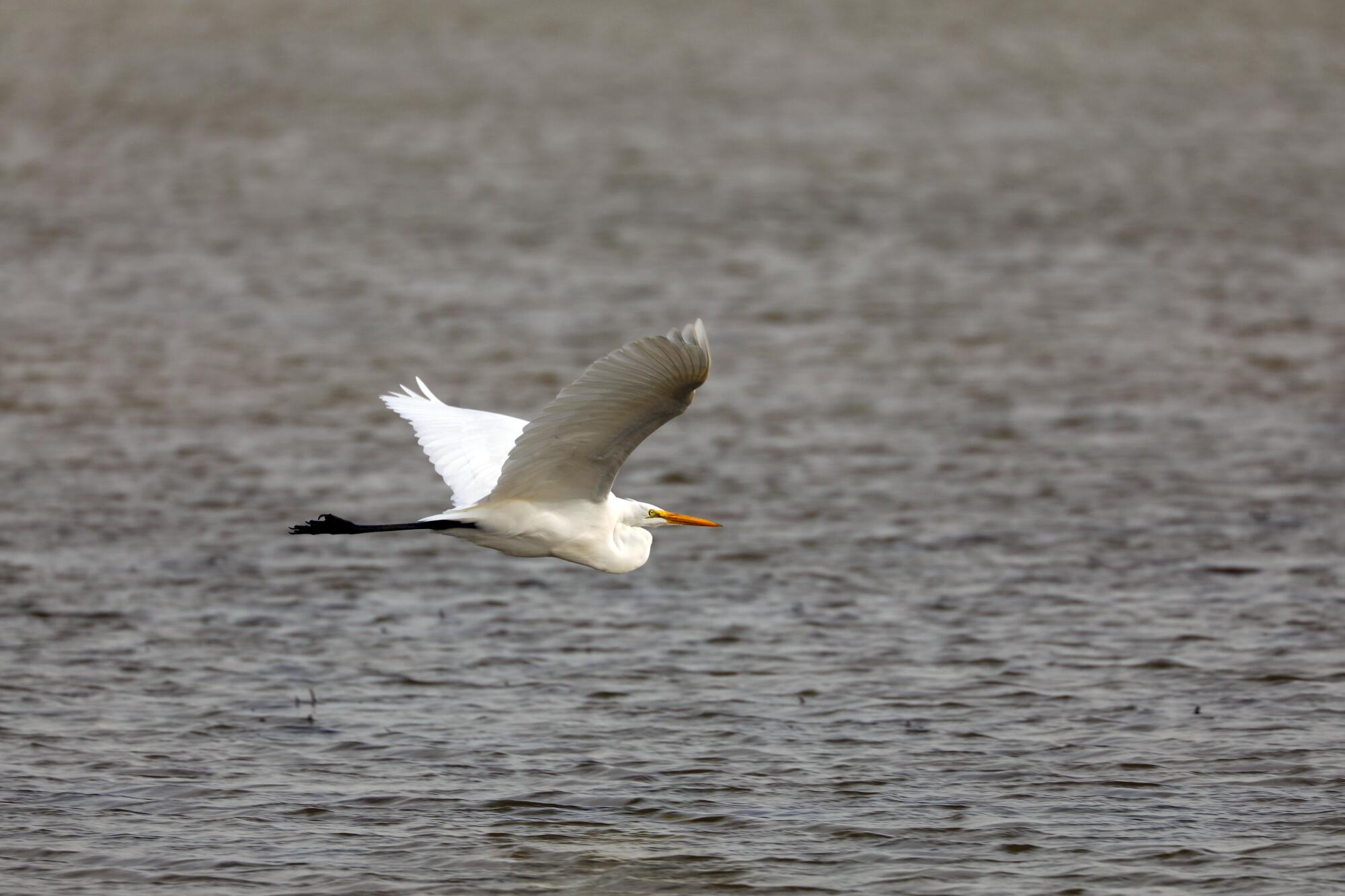 A white bird flies over water.