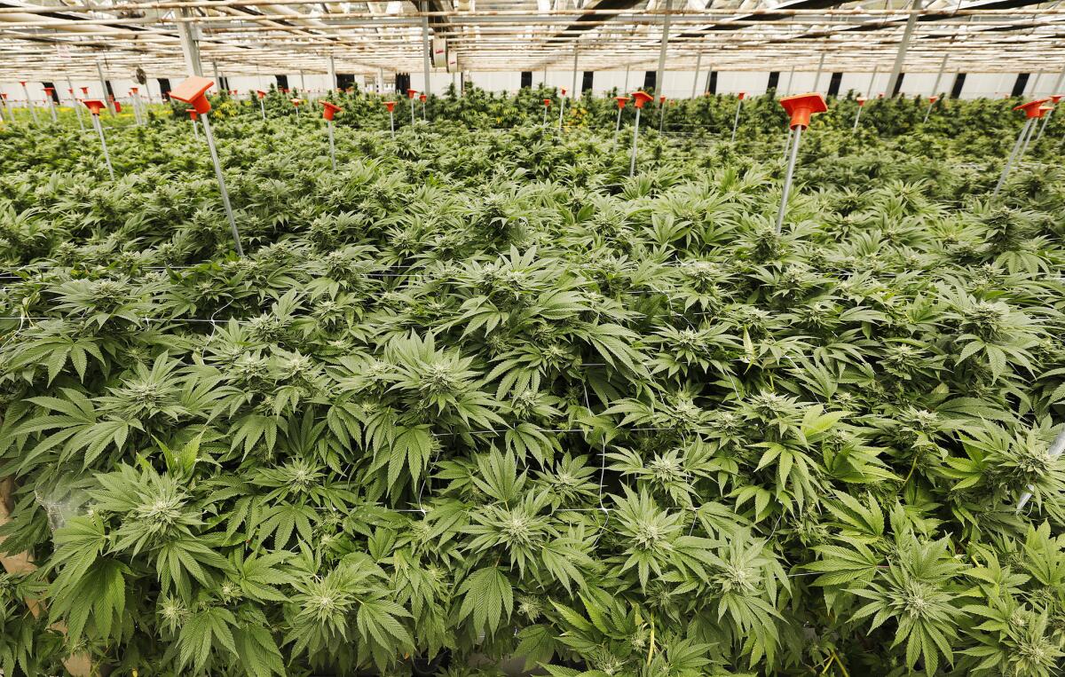 Santa Barbara County has allowed what industry trackers say are the biggest marijuana grows in the world.