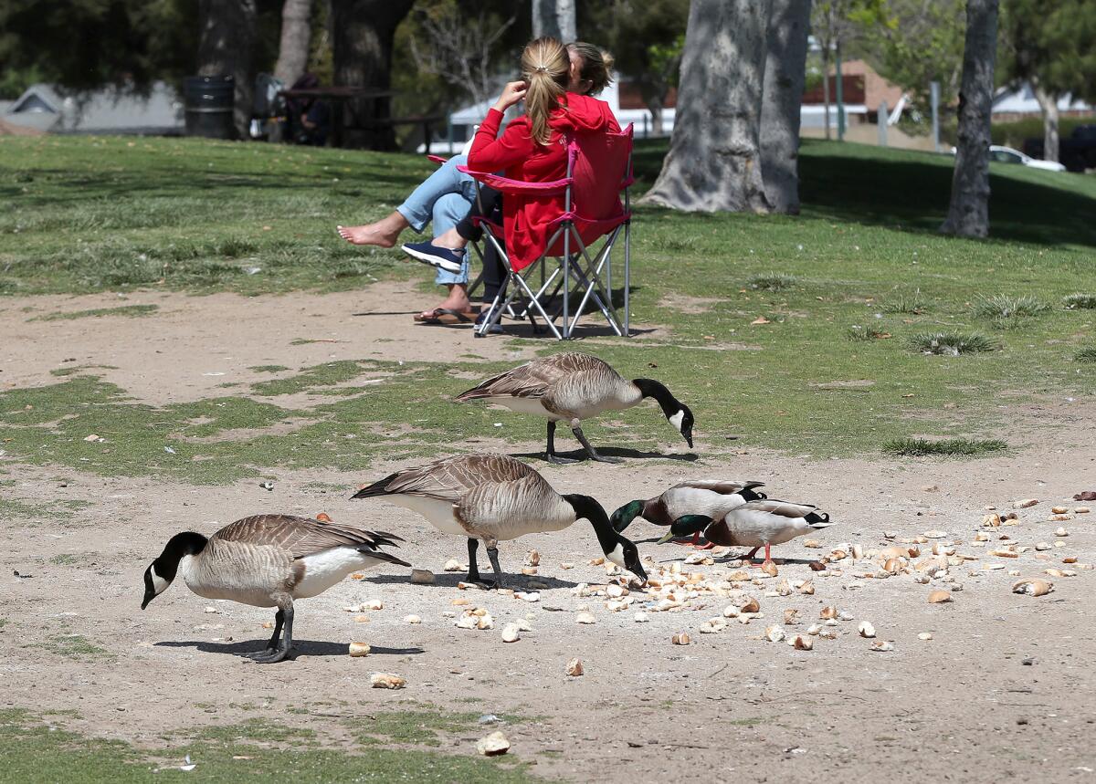 Geese and ducks nibble on a pile of bread near the pond at TeWinkle Park Tuesday.