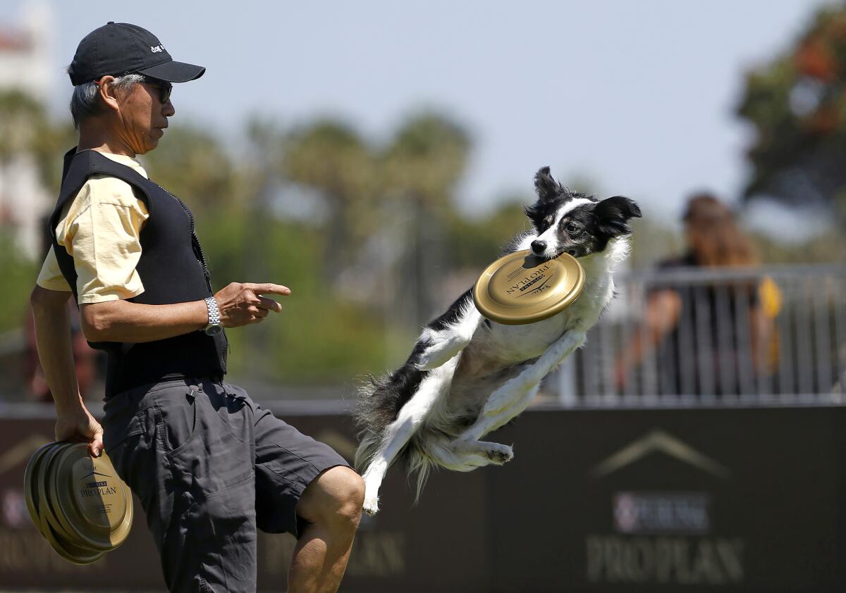 Bennie Wong throws a disc to Riley as he leaps off his knee during the freestyle flying disc competition.