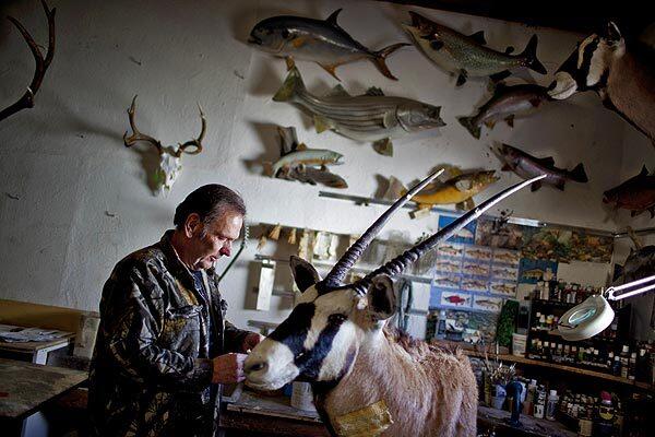 Tom Kettles, 56, owner of Quality Taxidermy in Albuquerque, grooms an oryx that he is working on for a client.