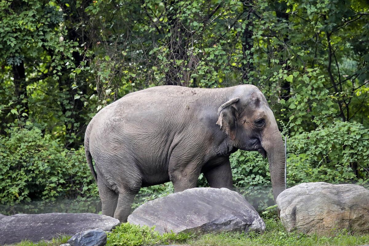 An elephant stands behind rocks in front of trees