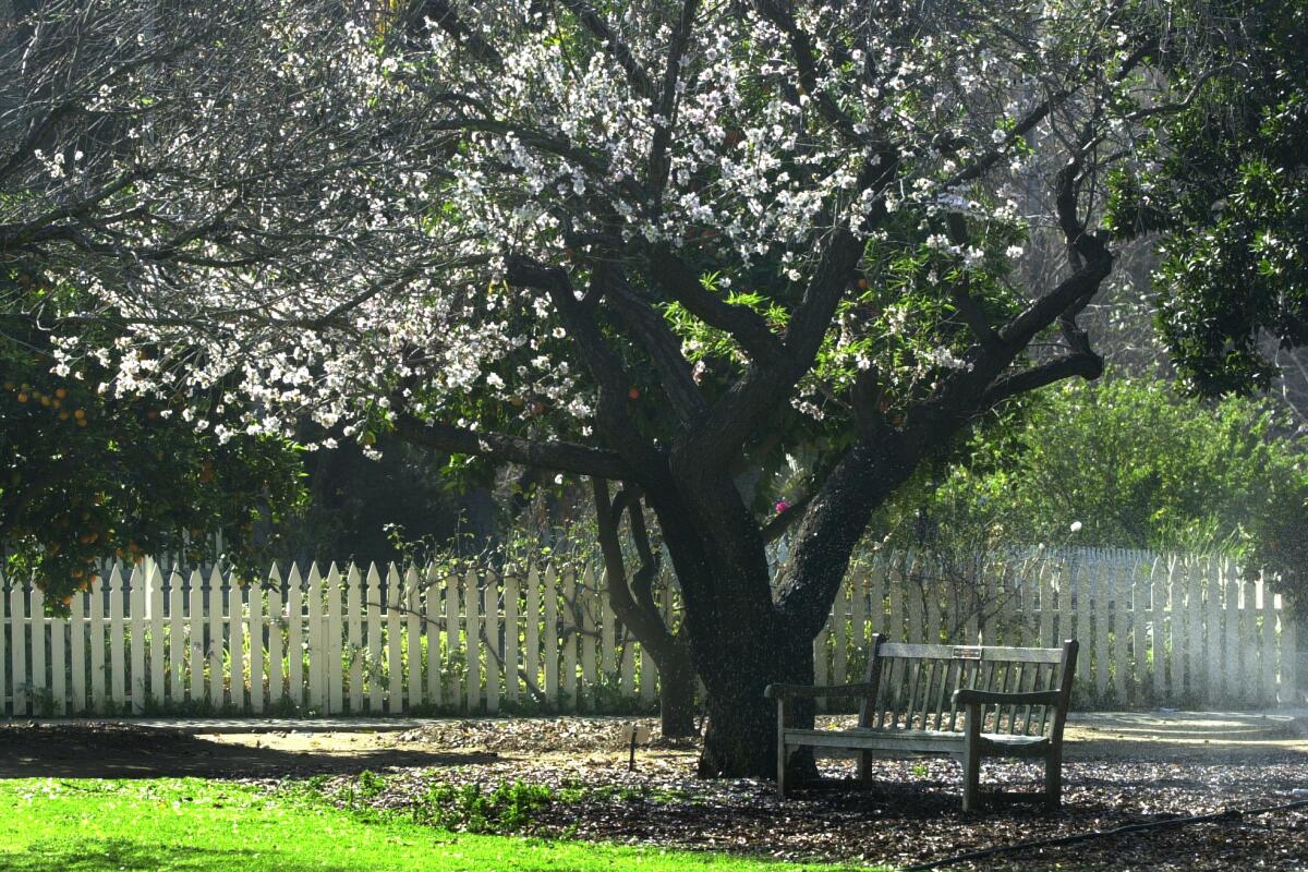 A sweet almond tree blossoms over one of many benches in the arboretum.