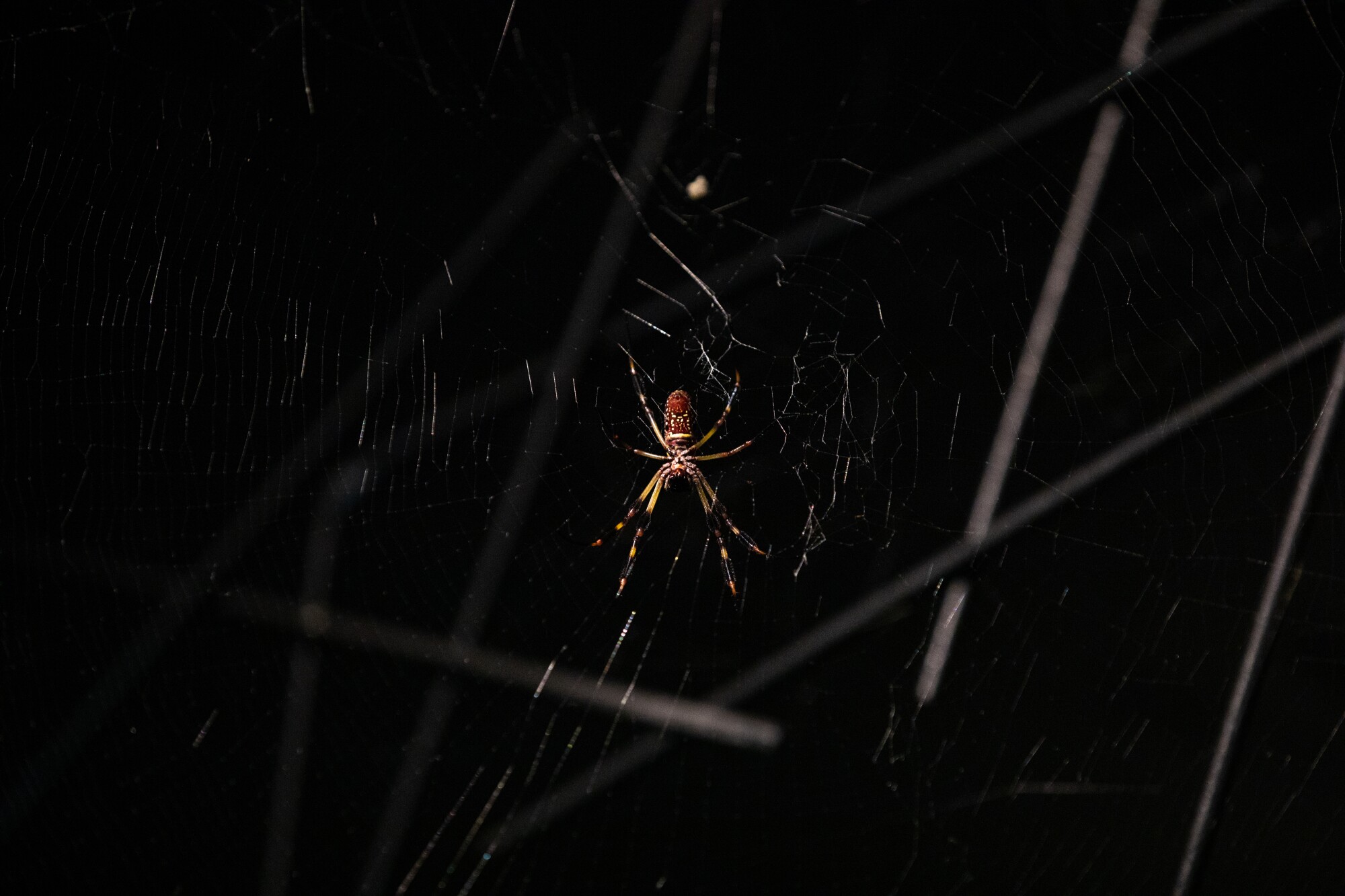 A Golden Orb Weaver at San Diego Zoo's Wildlife Explorers Basecamp.