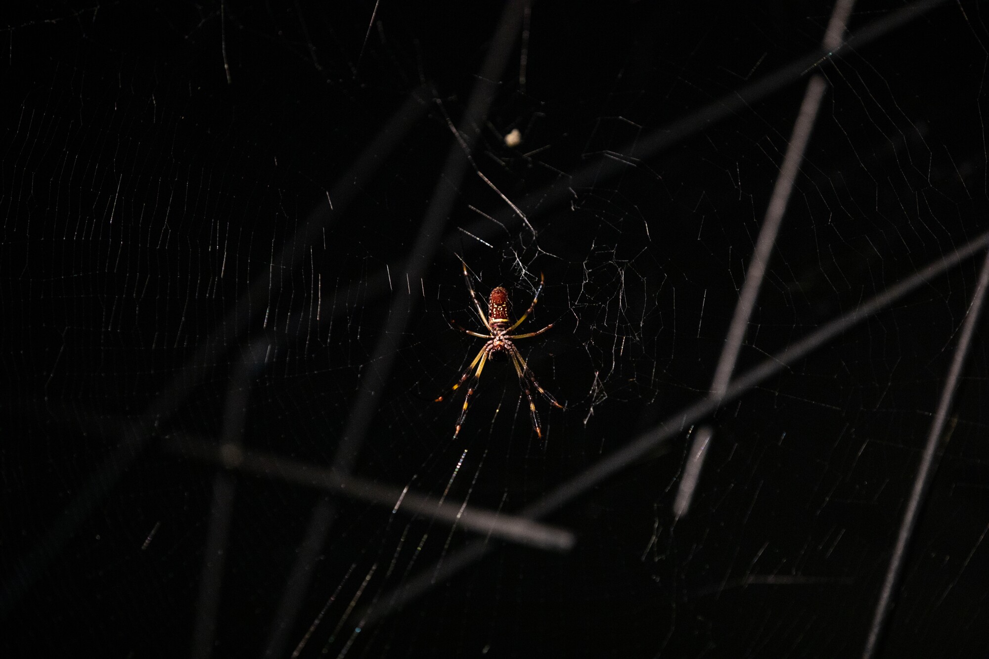 A Golden Orb Weaver at San Diego Zoo's Wildlife Explorers Basecamp.