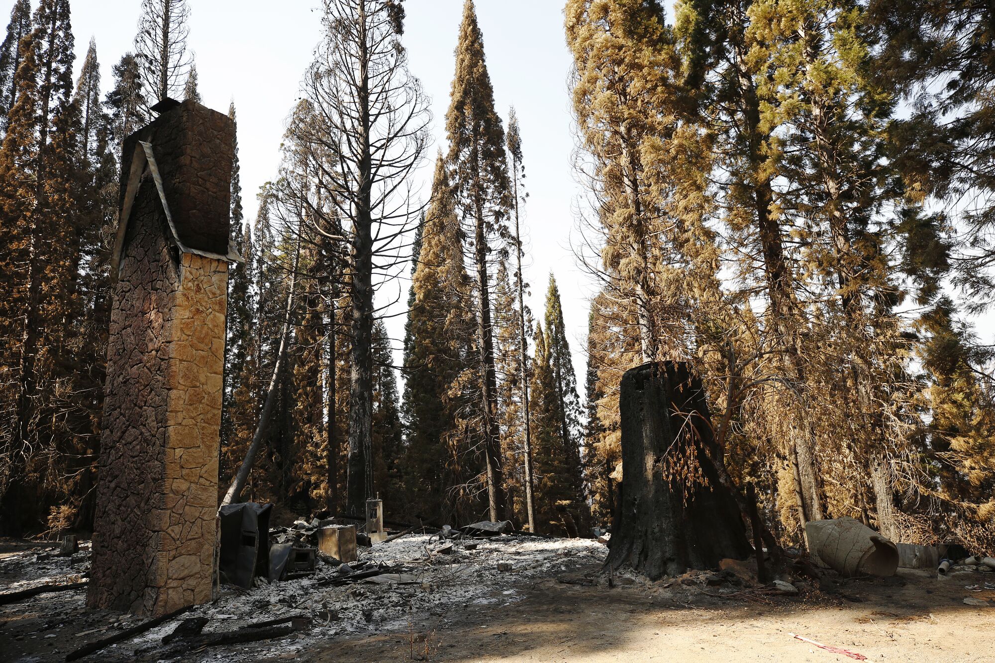 A chimney stands amid charred ash in the middle of a grove of sequoia trees