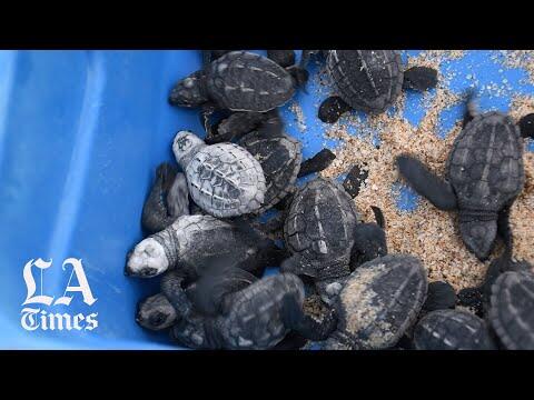 especies de tortugas más pequeñas del mundo