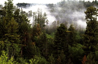 Mist rises from redwood trees on the California coast.