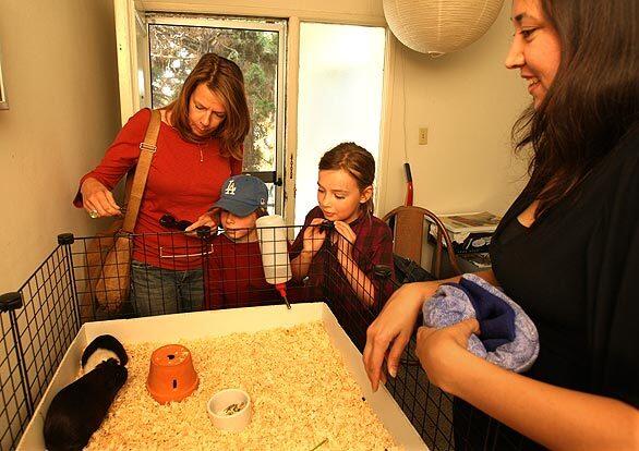 We've heard of rescue groups that deal with dogs, cats, even birds and snakes, but a guinea pig rescue group? That was new. Writer Dawn Bonker investigates. Jenn Lima (far right) is a volunteer with Orange County Cavy Haven. She is fostering a mother-daughter pair of sows (female guinea pigs) in her West L.A. apartment. She said her group keeps tabs on two to 10 guinea pigs in local animal shelters on any given week, pulling as many as possible for adoption. Julia Fitzgerald (shown with her kids Zander, 6, and Hannah, 8) is thinking of adopting the critters.