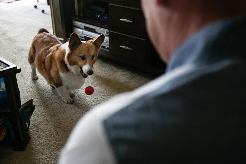 Los Angeles, CA., March 1, 2020 - The owner of the fostered Corgi drops by to visit his dog on Sunday, March 1, 2020 in Los Angeles, California. Ted and Sandy Rogers of Hollywood stepped in to foster the Corgi after their own beloved Corgi died. (Jason Armond / Los Angeles Times)