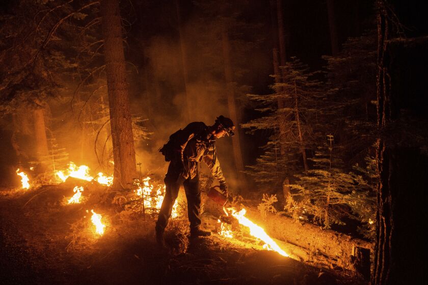 A firefighter uses a drip torch to ignite vegetation while trying to stop the Dixie Fire from spreading in Lassen National Forest, Calif., on Monday, July 26, 2021. (AP Photo/Noah Berger)