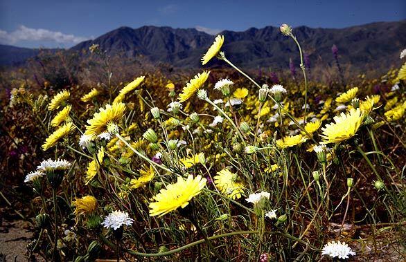 Anza-Borrego Desert State Park in bloom